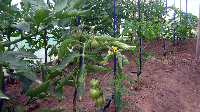 En Colombia el mayor consumo de agua en su orden lo ocupan la agricultura, el consumo humano y la industria