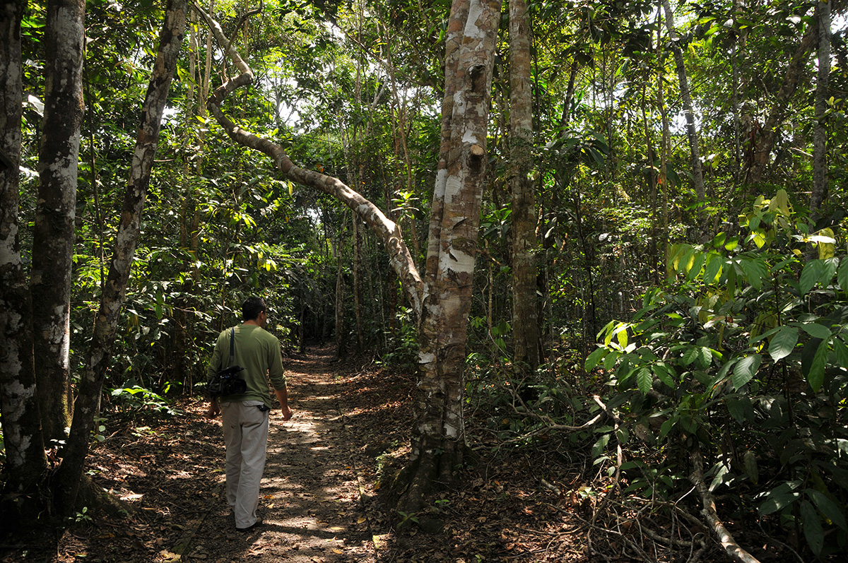 El bosque secundario de la UNAL Sede Amazonia está en la tercera fase de recuperación hacia un bosque maduro. Fotos: archivo Unimedios.