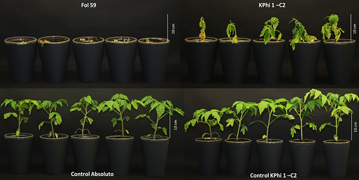 La marchitez vascular es considerada como una de las enfermedades más devastadoras en los cultivos de tomate chonto. Foto: Magda Gómez.