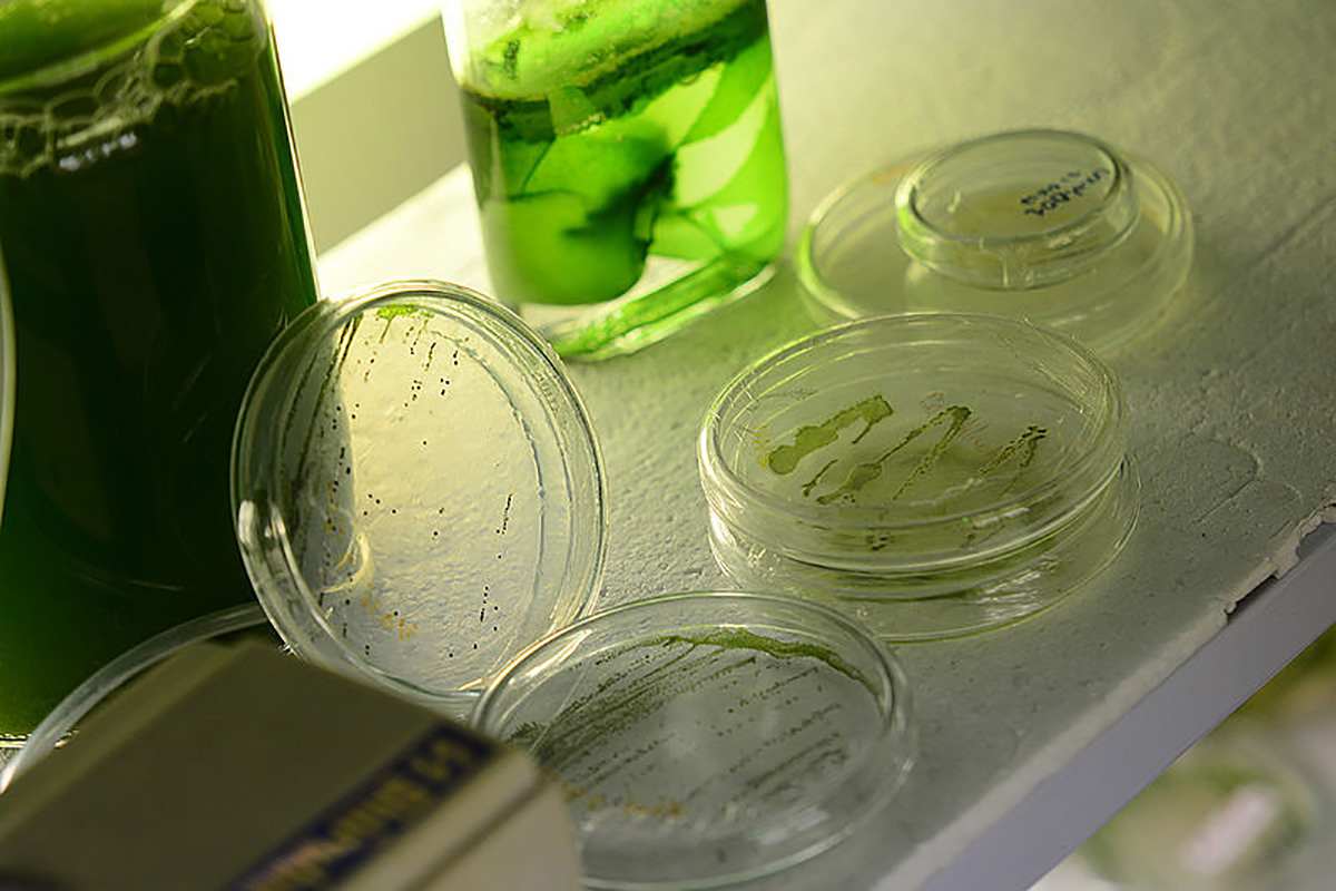 Desde el Laboratorio de Cultivo de Algas del Departamento de Biología de la UNAL se ha identificado el gran potencial de las algas tropicales. Foto: archivo Unimedios.