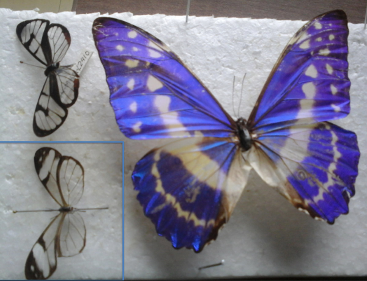 Las mariposas reposan en el Instituto de Ciencias Naturales de la UNAL. Fotos: cortesía Grupo de investigación de Óptica ' UNAL.