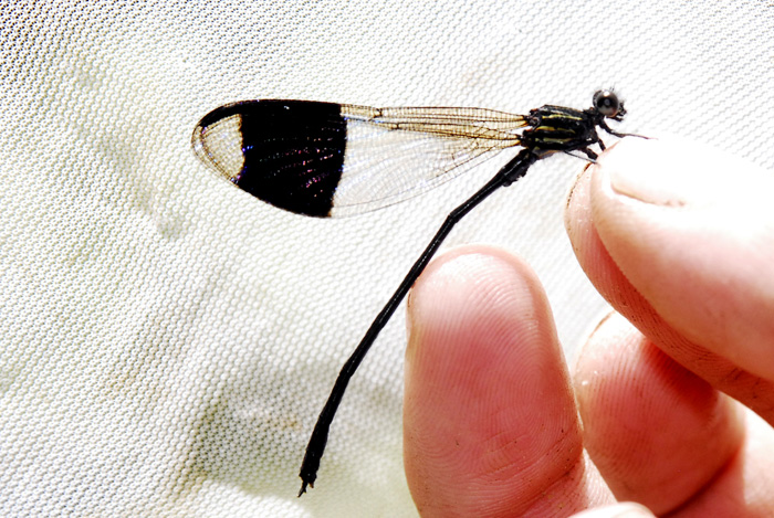 Libélula (Odonata)Cortesía Hannier Pulido