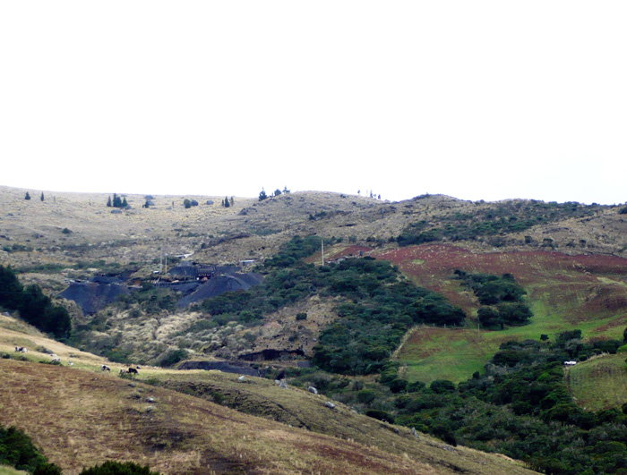 En el páramo de Guerrero, al norte de Bogotá, viven 376 especies de plantas, de ellas 4 especies endémicas regionales de frailejón. Además, hay 98 especies de aves, 21 de mamíferos, 8 de anfibios y 7 de reptiles, que están en riesgo por la minería de carbón. - Cortesía Camilo Rodríguez