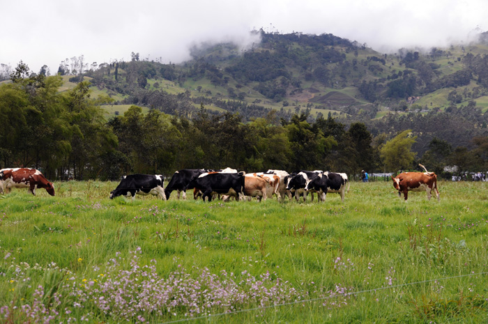 En Colombia, el potencial agroforestal es de 22 millones de hectáreas y se emplean menos de 10 millones.  La ganadería extensiva pastorea en más de 39 millones de hectáreas y se podría concentrar solo en 10 millones. Andrés Felipe Castaño/Unimedios