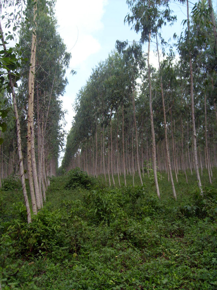 Áreas plantadas con Eucalyptus camaldulensis en la Costa Norte.