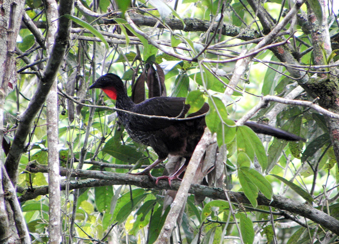 Pava caucana en la Reserva Natural de Yotoco. Cortesía F. Ayerbe WCS Colombia