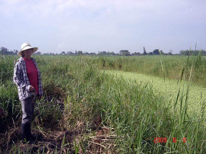 Los agroquímicos utilizados en el cultivo de caña están impactando la calidad del agua. Fotos: Archivo particular