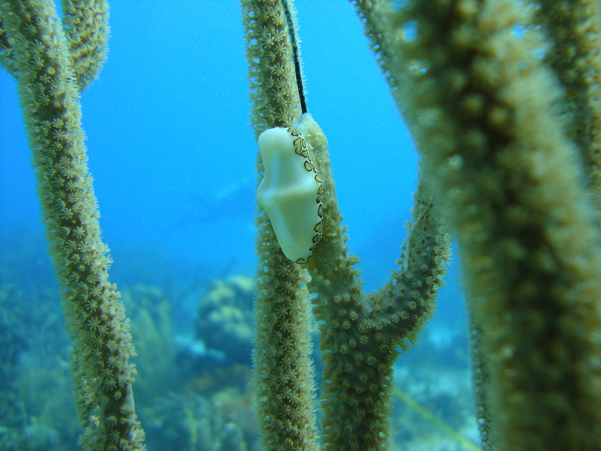 El arrecife de coral en el Archipiélago de San Andrés es hogar de una alta diversidad de especies marinas. - Foto: Heins Bent