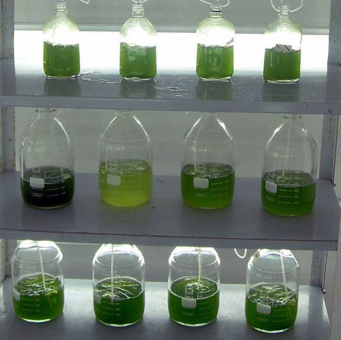 Colombia has great advantages to cultivate algae, such as plenty of water and 12 hours of sunlight per day.