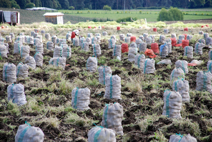 The extension of the agricultural frontier is one of the greatest menaces for the páramos.