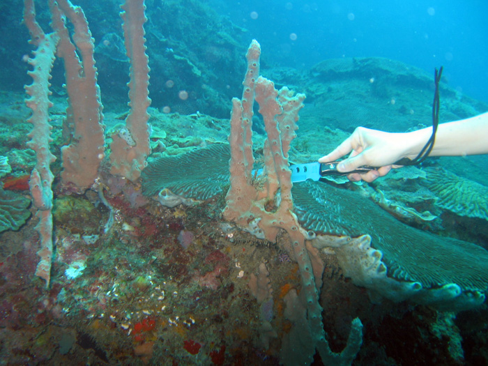 Substances with a big antitumoral activity can be found in sea sponges.