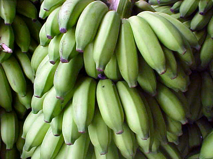 This research is exclusively focused on banana plantations. Photos: Unimedios.