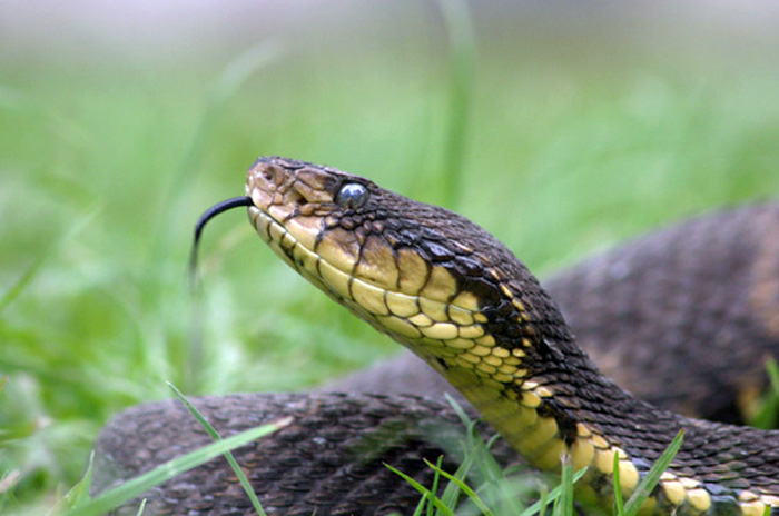 Bothrops, suelen pasar hasta cuatro semanas hospitalizados. El tratamiento cuesta casi 12 millones de pesos. La cantidad de ampolletas que se necesitan depende del grado de envenenamiento de la persona. Bothrops atrox - Fotos: Cortesía Héctor Charry Restrepo, Centro de Investigación Ophidea.